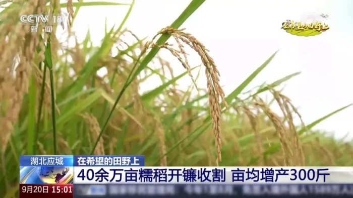 央視聚焦！徐工這臺“收稻神器”刷屏湖北田野