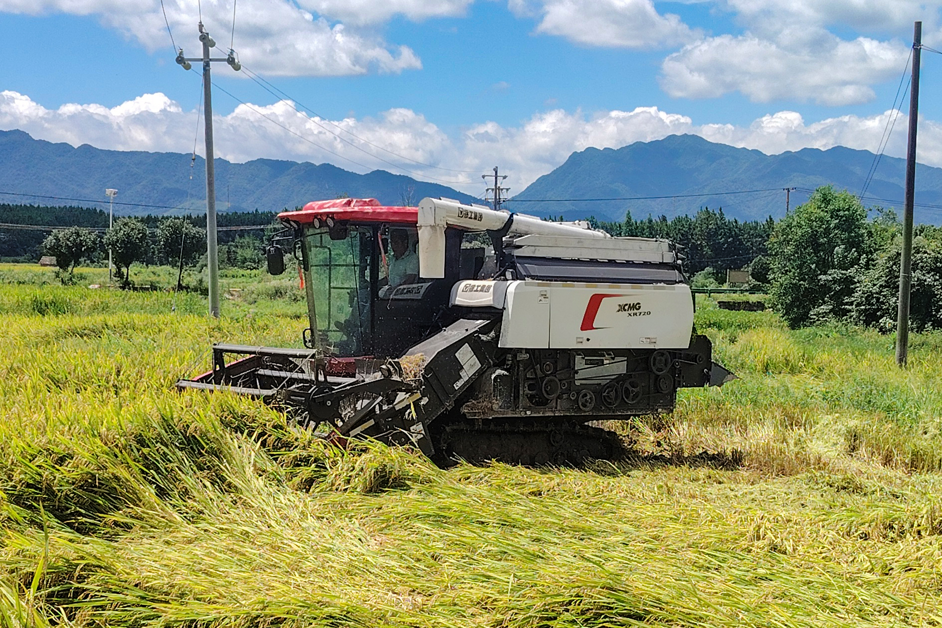 倒伏早稻輕松收！徐工XR720馳騁吉安小田塊